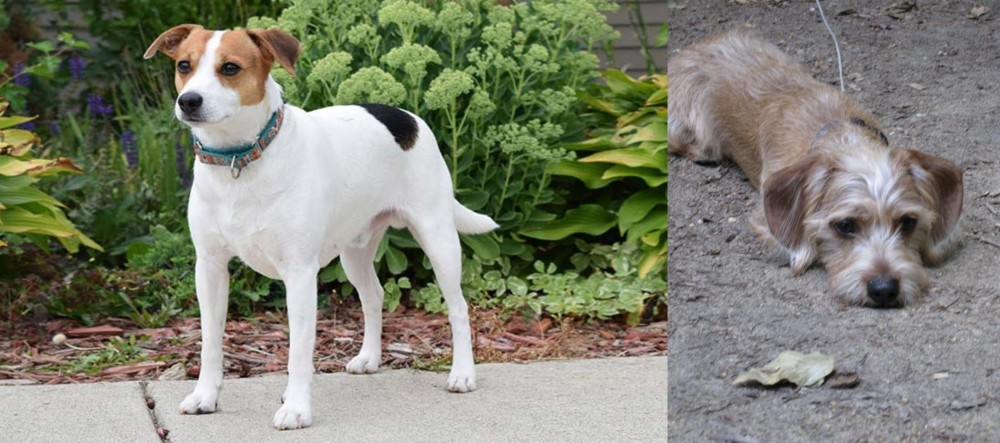 Schweenie vs Danish Swedish Farmdog - Breed Comparison