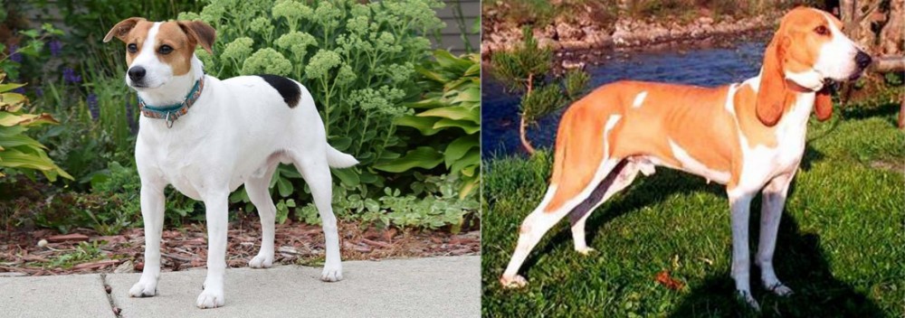 Schweizer Laufhund vs Danish Swedish Farmdog - Breed Comparison