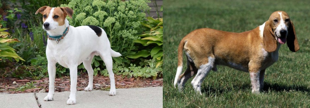 Schweizer Niederlaufhund vs Danish Swedish Farmdog - Breed Comparison