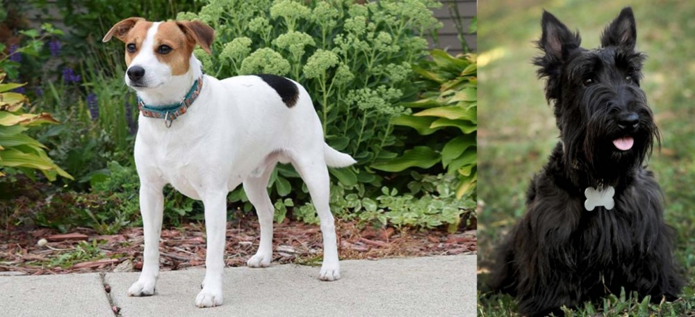 Scoland Terrier vs Danish Swedish Farmdog - Breed Comparison