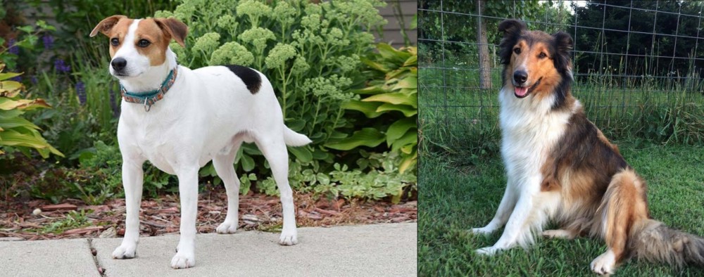Scotch Collie vs Danish Swedish Farmdog - Breed Comparison