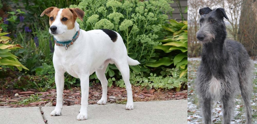 Scottish Deerhound vs Danish Swedish Farmdog - Breed Comparison