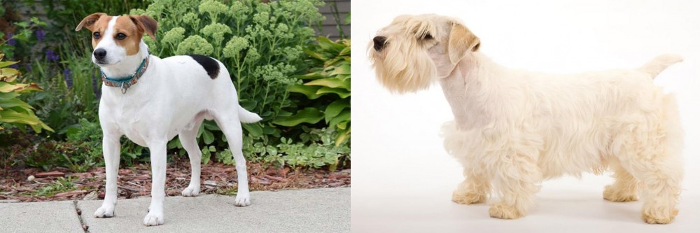Sealyham Terrier vs Danish Swedish Farmdog - Breed Comparison