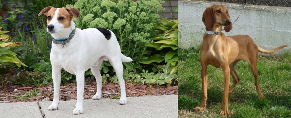 Segugio Italiano vs Danish Swedish Farmdog - Breed Comparison