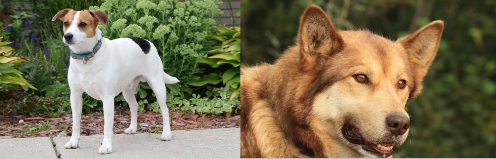 Seppala Siberian Sleddog vs Danish Swedish Farmdog - Breed Comparison