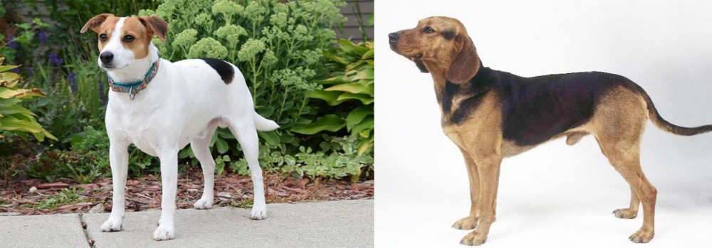 Serbian Hound vs Danish Swedish Farmdog - Breed Comparison