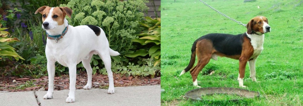 Serbian Tricolour Hound vs Danish Swedish Farmdog - Breed Comparison