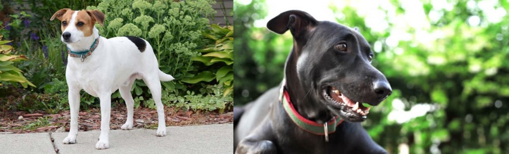 Shepard Labrador vs Danish Swedish Farmdog - Breed Comparison