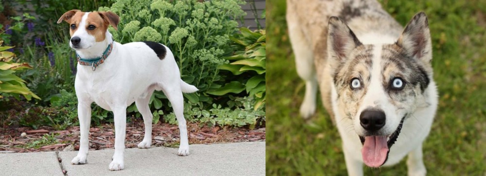 Shepherd Husky vs Danish Swedish Farmdog - Breed Comparison