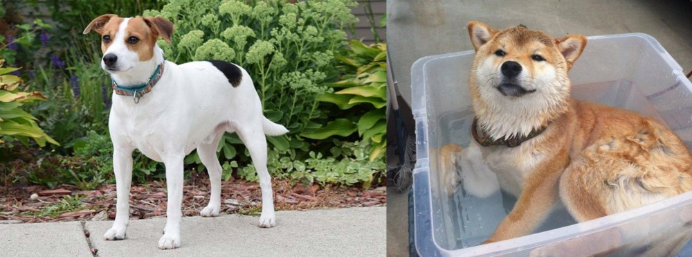 Shiba Inu vs Danish Swedish Farmdog - Breed Comparison