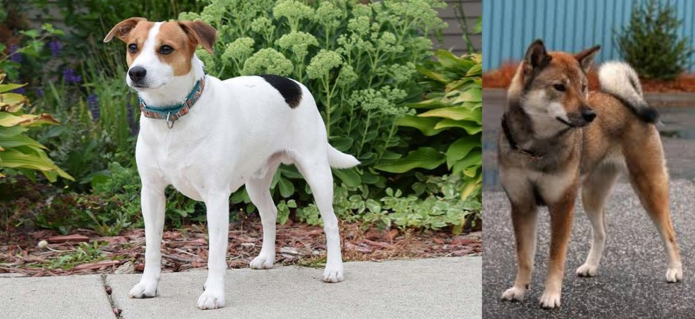 Shikoku vs Danish Swedish Farmdog - Breed Comparison