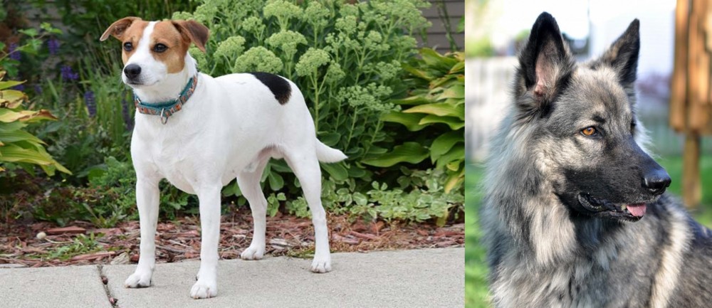 Shiloh Shepherd vs Danish Swedish Farmdog - Breed Comparison