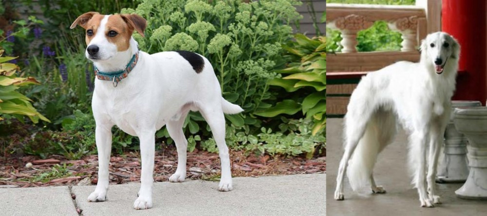 Silken Windhound vs Danish Swedish Farmdog - Breed Comparison