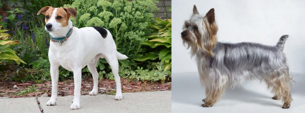 Silky Terrier vs Danish Swedish Farmdog - Breed Comparison