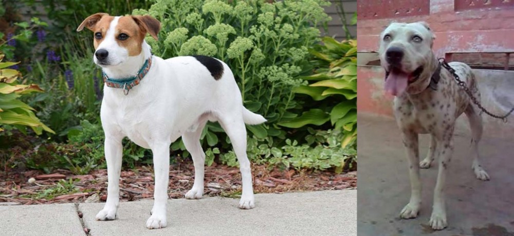Sindh Mastiff vs Danish Swedish Farmdog - Breed Comparison