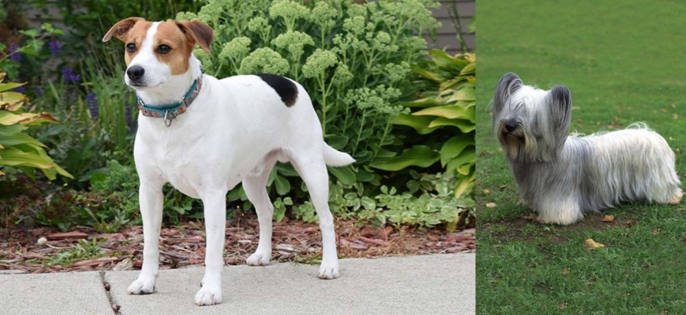 Skye Terrier vs Danish Swedish Farmdog - Breed Comparison