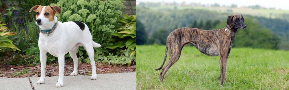 Sloughi vs Danish Swedish Farmdog - Breed Comparison