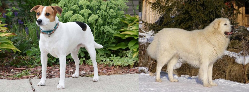 Slovak Cuvac vs Danish Swedish Farmdog - Breed Comparison