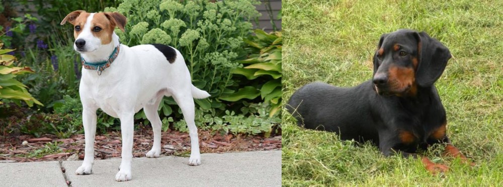 Slovakian Hound vs Danish Swedish Farmdog - Breed Comparison