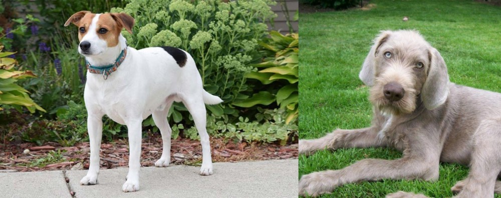 Slovakian Rough Haired Pointer vs Danish Swedish Farmdog - Breed Comparison
