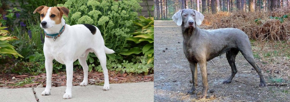 Slovensky Hrubosrsty Stavac vs Danish Swedish Farmdog - Breed Comparison
