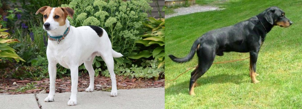 Smalandsstovare vs Danish Swedish Farmdog - Breed Comparison