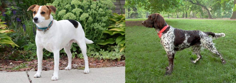 Small Munsterlander vs Danish Swedish Farmdog - Breed Comparison