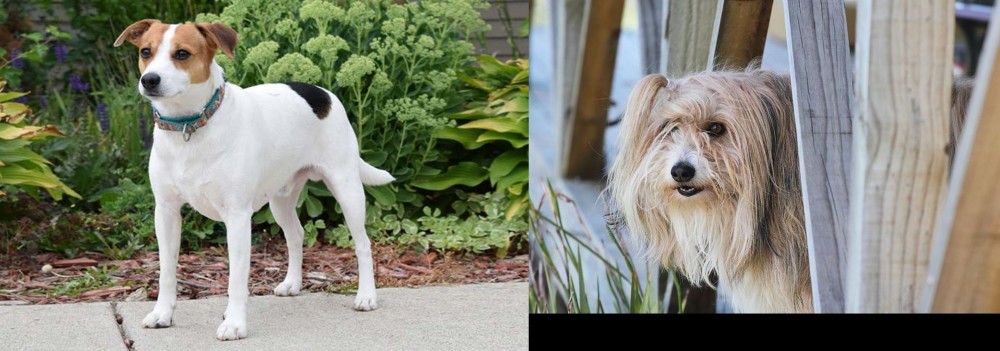 Smithfield vs Danish Swedish Farmdog - Breed Comparison