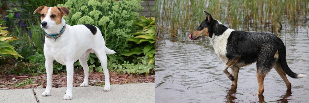 Smooth Collie vs Danish Swedish Farmdog - Breed Comparison