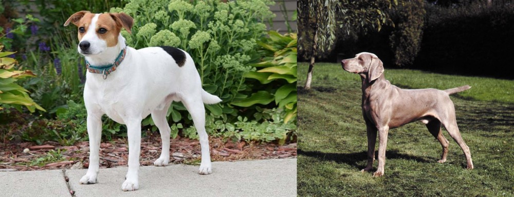 Smooth Haired Weimaraner vs Danish Swedish Farmdog - Breed Comparison