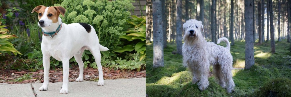 Soft-Coated Wheaten Terrier vs Danish Swedish Farmdog - Breed Comparison