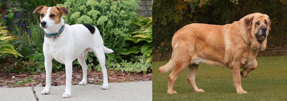 Spanish Mastiff vs Danish Swedish Farmdog - Breed Comparison