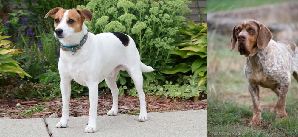 Spanish Pointer vs Danish Swedish Farmdog - Breed Comparison
