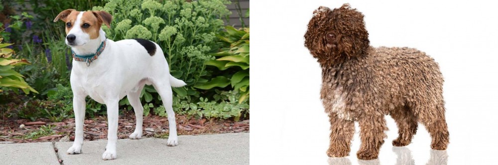 Spanish Water Dog vs Danish Swedish Farmdog - Breed Comparison