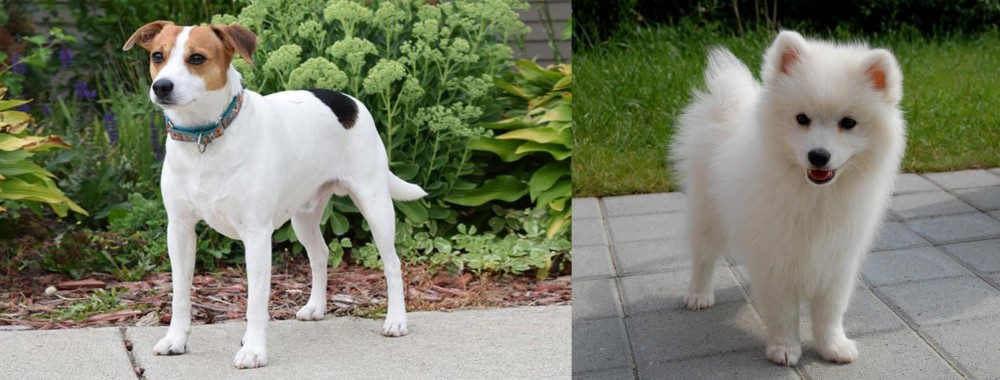 Spitz vs Danish Swedish Farmdog - Breed Comparison