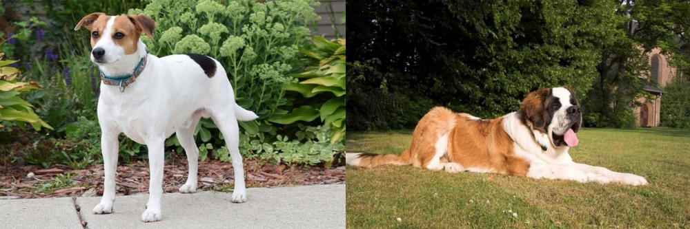 St. Bernard vs Danish Swedish Farmdog - Breed Comparison