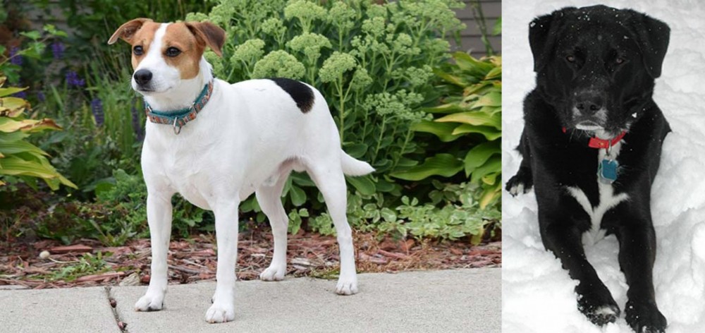 St. John's Water Dog vs Danish Swedish Farmdog - Breed Comparison
