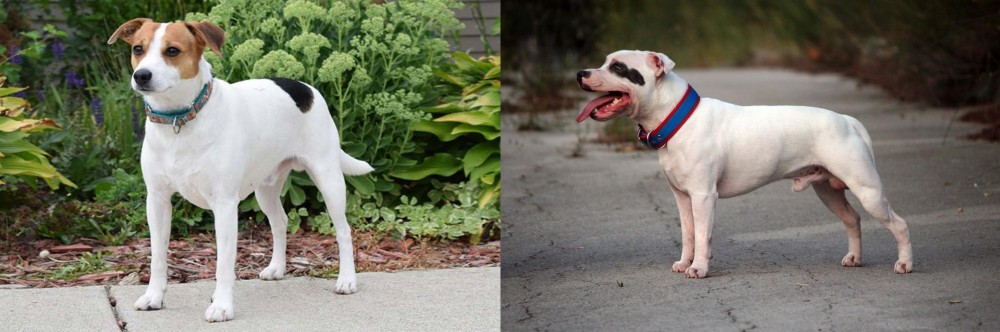 Staffordshire Bull Terrier vs Danish Swedish Farmdog - Breed Comparison