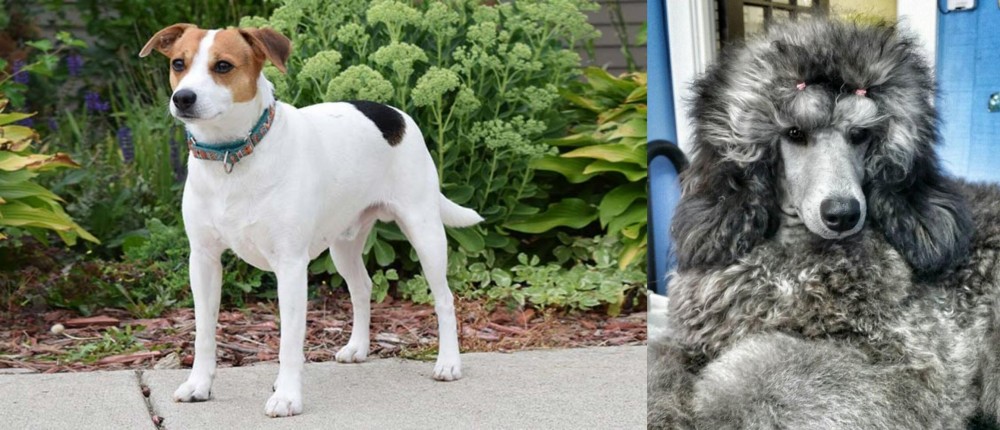 Standard Poodle vs Danish Swedish Farmdog - Breed Comparison