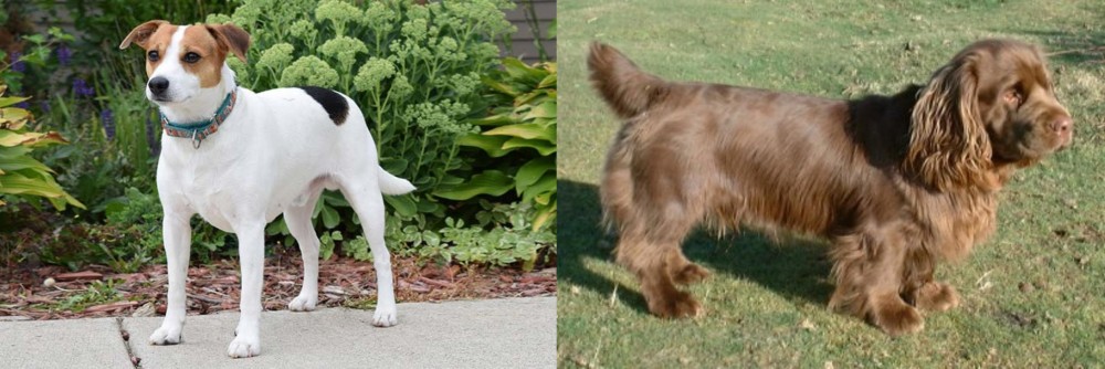 Sussex Spaniel vs Danish Swedish Farmdog - Breed Comparison