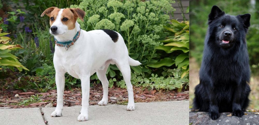 Swedish Lapphund vs Danish Swedish Farmdog - Breed Comparison