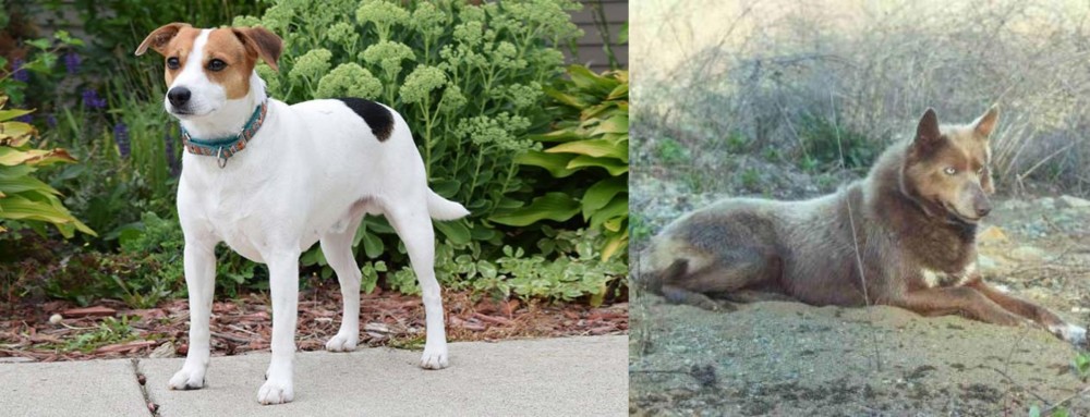 Tahltan Bear Dog vs Danish Swedish Farmdog - Breed Comparison