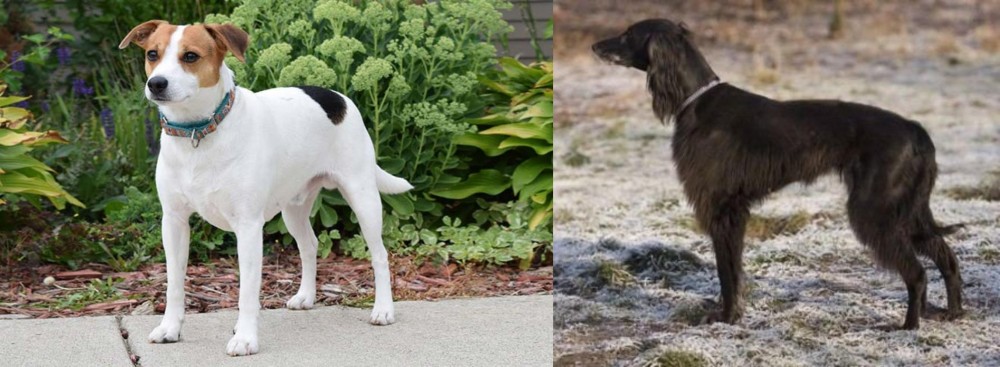Taigan vs Danish Swedish Farmdog - Breed Comparison