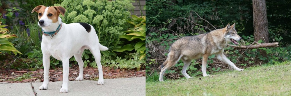Tamaskan vs Danish Swedish Farmdog - Breed Comparison