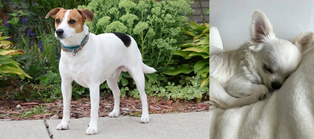 Tea Cup Chihuahua vs Danish Swedish Farmdog - Breed Comparison