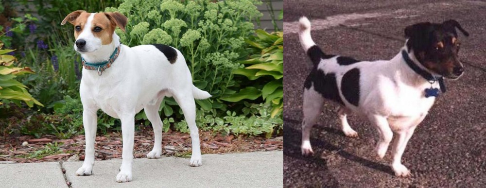 Teddy Roosevelt Terrier vs Danish Swedish Farmdog - Breed Comparison