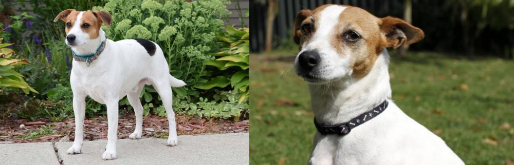 Tenterfield Terrier vs Danish Swedish Farmdog - Breed Comparison