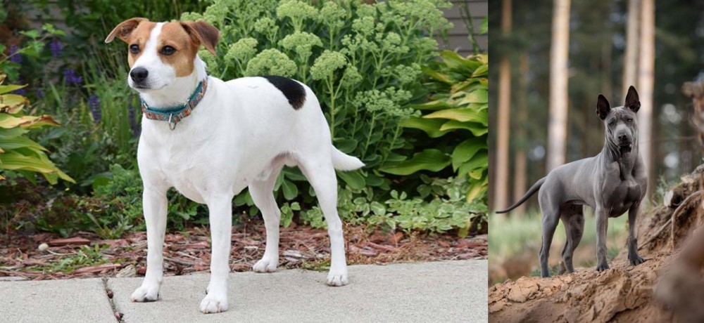 Thai Ridgeback vs Danish Swedish Farmdog - Breed Comparison