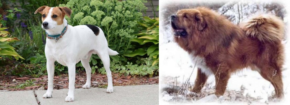 Tibetan Kyi Apso vs Danish Swedish Farmdog - Breed Comparison