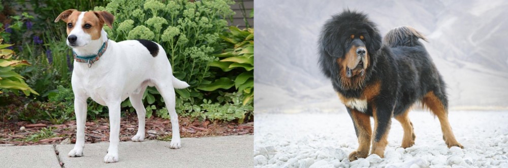 Tibetan Mastiff vs Danish Swedish Farmdog - Breed Comparison